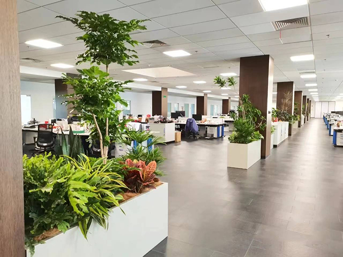 夏季办公室租赁绿植需要如何养护