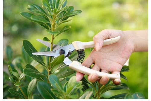 绿植花卉养护